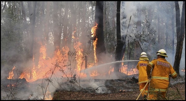  Walhi: Informasi Pembakar Hutan Harus Dibuka