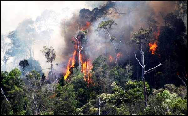  Greenpeace Menyerukan Industri Perkebunan Segera Tanggulangi Api dan Memikirkan Solusi Kebakaran Hutan