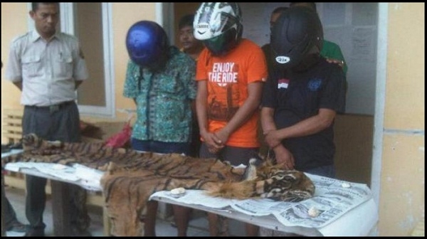  BKSDA Jambi Bongkar Sindikat Pedagangan Kulit Harimau