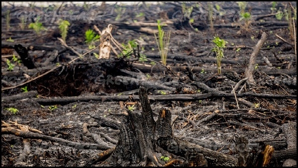  Greenpeace Ekspos Foto dan Video Penemuan Bibit Sawit yang Ditanam di Areal Bekas Kebakaran