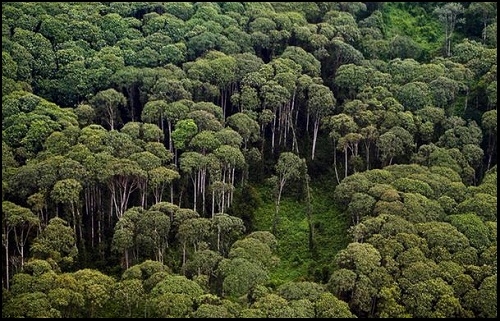  Greenpeace dan LSM Kalteng Bendung Kanal Desak Perlindungan Total Gambut