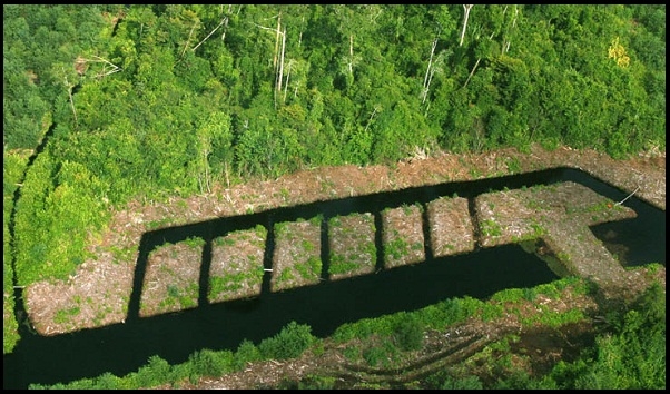  Korporasi HTI Beranjak Pergi Dari Lahan Gambut
