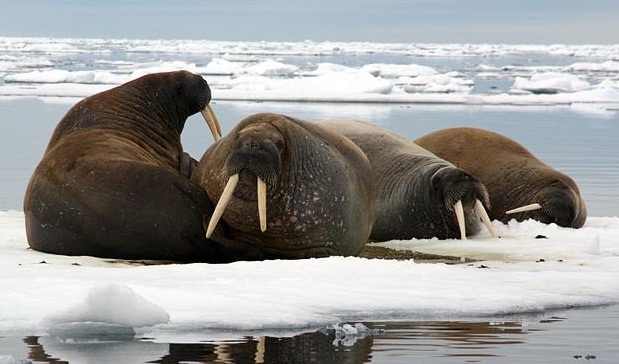  Daratan Arktik Capai Suhu Terpanasnya