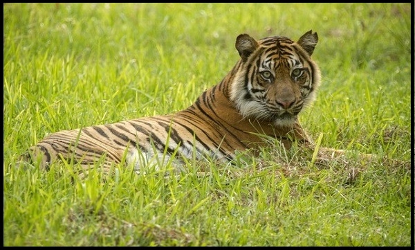  Harimau Sumatera Hampir Mencapai Kepunahan