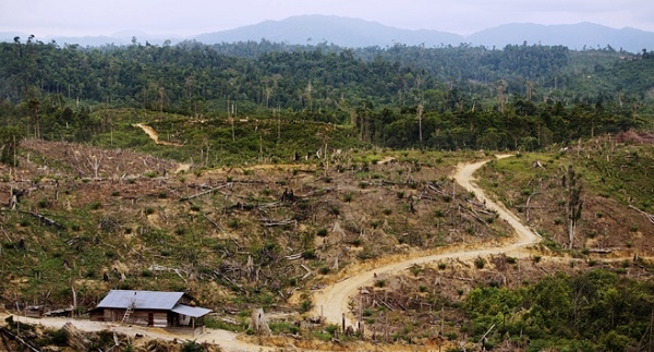  Meski Ada Kenaikan, Tata Kelola Hutan Indonesia Masih Dinilai Buruk