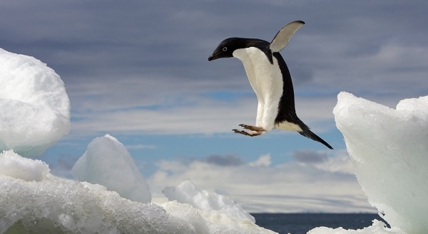  Mata Burung, Metode Baru Hitung Populasi Penguin