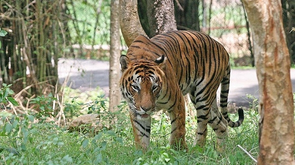  Harimau Dunia Meningkat Untuk Pertama Kalinya di Abad Ini
