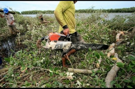 Ilustrasi Pembalakan Liar Kawasan Hutan Mangrove {Gambar: antaranews.com}