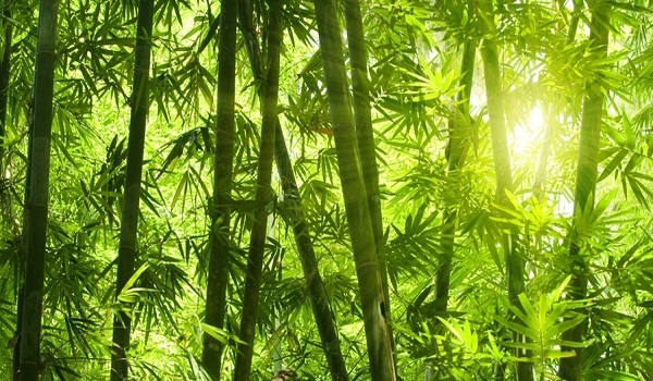  COP23: Bambu Dapat Tekan Laju Perubahan Iklim